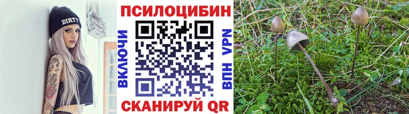 Псилоцибиновые грибы мицелий Дмитриев